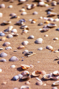 High angle view of seashells on beach