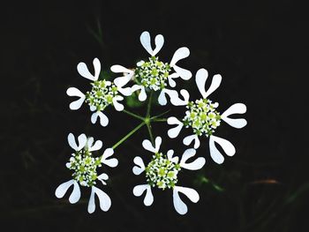 Close-up of white flowers