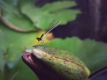 Close-up of grasshopper