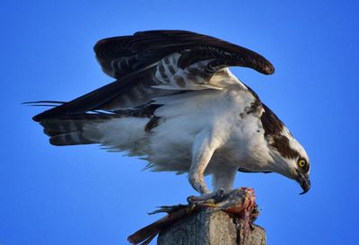 Osprey eating fish on pole