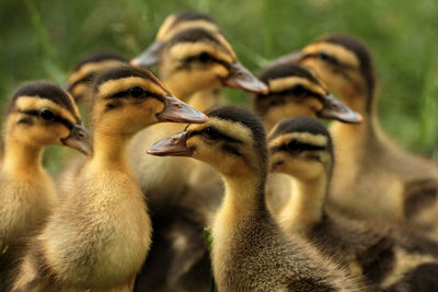 Close-up of ducklings on field