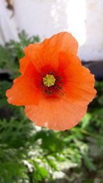 Close-up of orange flower blooming outdoors