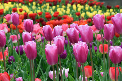 Close-up of pink tulips on field