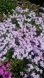 High angle view of flowers blooming outdoors