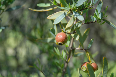 Close-up of berries growing on tree