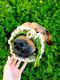 Close-up of hand stroking dog