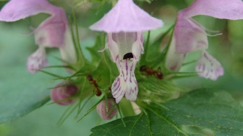 Close-up of pink flowers