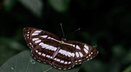 Close-up of butterfly on leaf