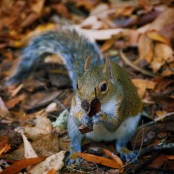 Close-up of squirrel on field