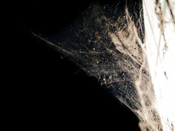 Close-up of tree trunk at night