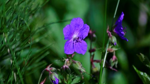 Close-up of purple flowering plant