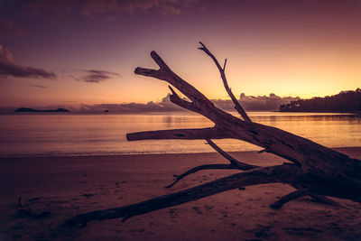 Driftwood on beach during sunset