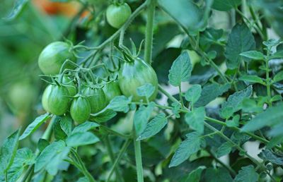 Close-up of fresh green plants