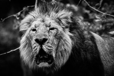 Close-up portrait of lion