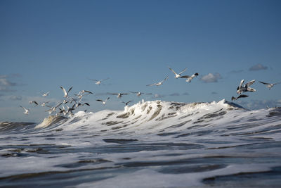 Seagulls flying in the sky