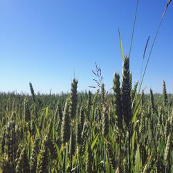 Scenic view of field against clear blue sky