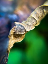 Close-up of lizard on leaf