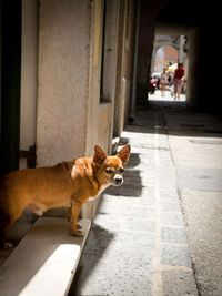 Portrait of dog relaxing on footpath