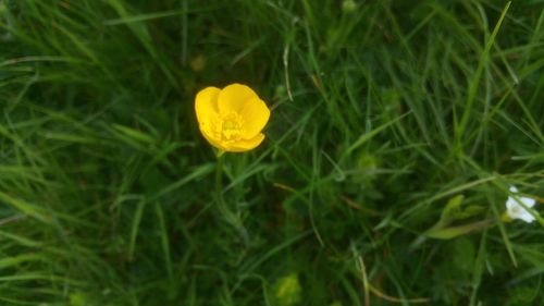 Close-up of yellow flower blooming in field