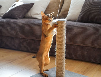 A funny abyssinian kitten playing with a mouse in a living room