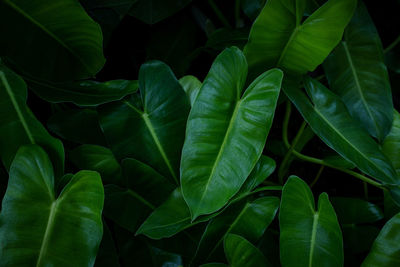 Full frame of green leaves pattern background, nature lush foliage leaf texture , tropical leaf