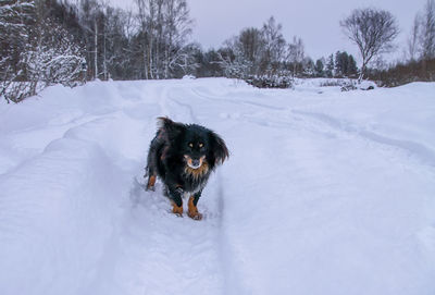 Dog on snow covered land