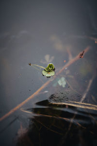 Plant in ice