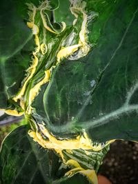 Full frame shot of green leaves