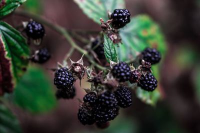 Close-up of wild black raspberries growing on plant