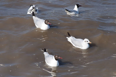 High angle view of seagulls swimming on lake