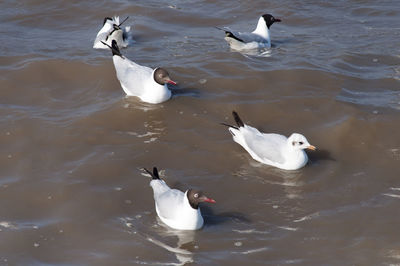 High angle view of swans in water