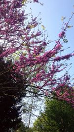 Low angle view of blooming tree against sky