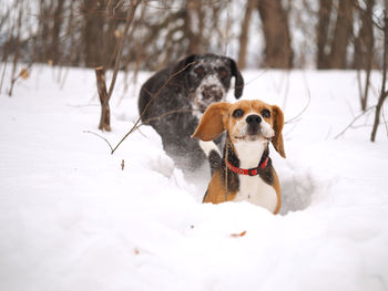 Dog on snow covered field