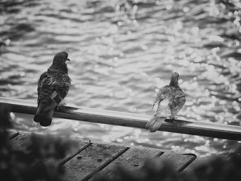 Close-up of bird perching