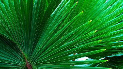 Close-up of palm tree leaves