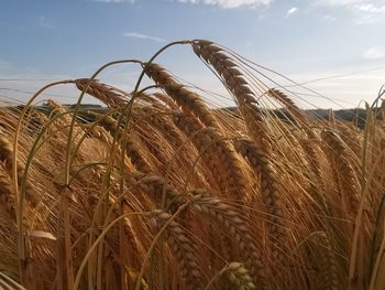 Close-up of wheat growing on field against sky