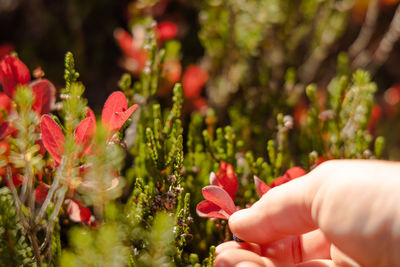 Cropped hand of woman holding huckleberries