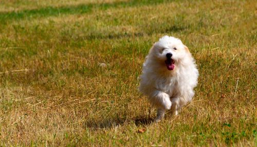 White dog running on field