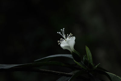 Close-up of flowering plant