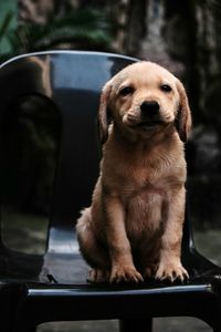 Close-up portrait of dog