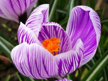 Close-up of purple flowers blooming outdoors