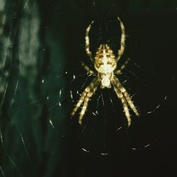 Close-up of spider on web