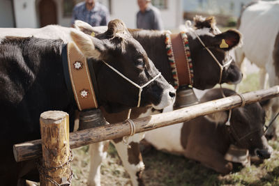 Cows on field