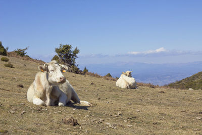 Sheep sitting on a field