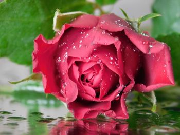 Close-up of wet rose