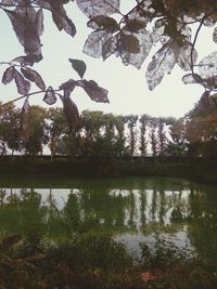 Trees by lake against sky