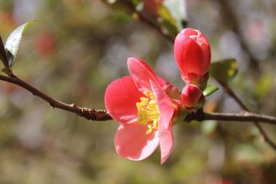 Close-up of red flower blooming on tree