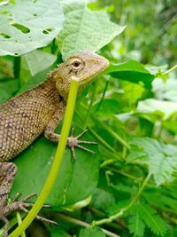 Close-up of a lizard on leaf