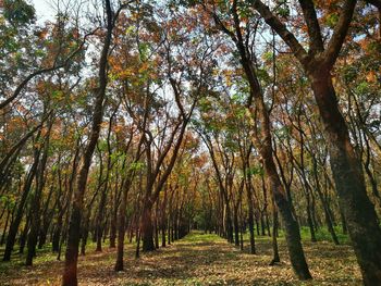 Trees in forest during autumn