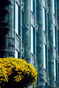 Close-up of yellow flowering plant against building